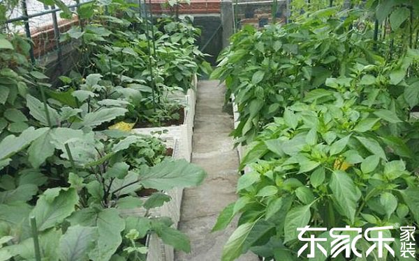 屋頂種植蔬菜 屋頂種植蔬菜